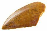 Serrated Raptor Tooth - Real Dinosaur Tooth #347024-1